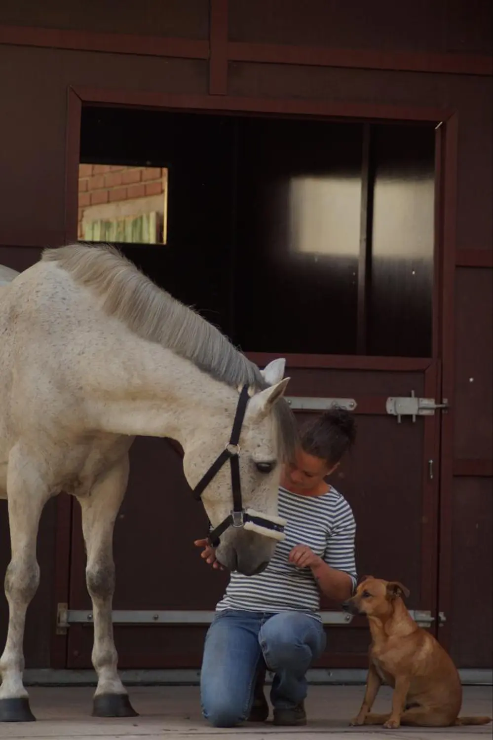 Sole-Box Schermbeck, Svenja Kiekenbeck-Wippen mit Pferd und hunde